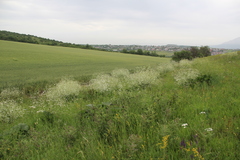 Crambe cordifolia