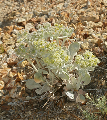 Eriogonum robustum