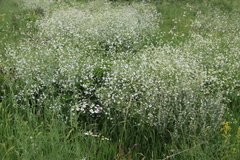 Crambe cordifolia