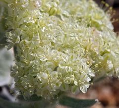 Eriogonum robustum