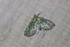 Hydriomena proba