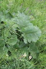 Crambe cordifolia