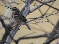 Emberiza rustica