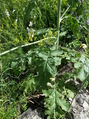 Crambe koktebelica