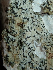 Alyxoria varia