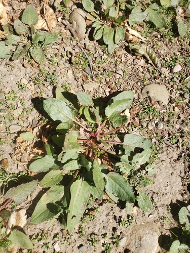 Emex spinosa iNat (1)