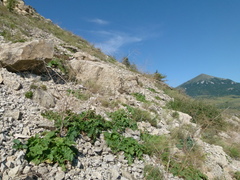 Crambe koktebelica