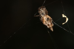Cyclosa confusa