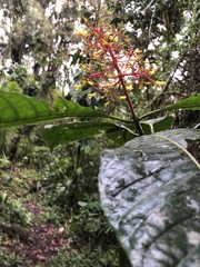 Palicourea padifolia
