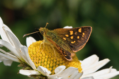 Butleria quilla