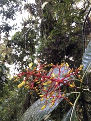 Palicourea padifolia