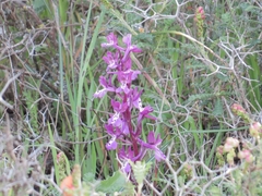 Orchis anatolica