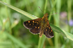 Butleria paniscoides polyspilus