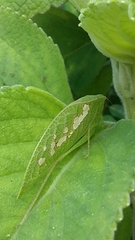 Phylloptera