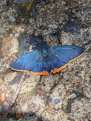 Pyrrhopyge