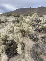 Cylindropuntia sanfelipensis