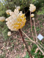 Edgeworthia