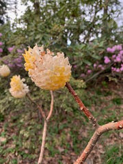 Edgeworthia