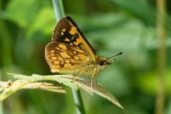 Butleria paniscoides polyspilus