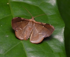 Fascellina chromataria