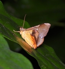 Fascellina chromataria