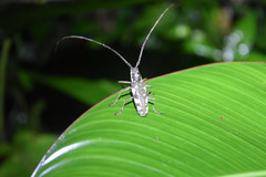 Neoptychodes cretatus