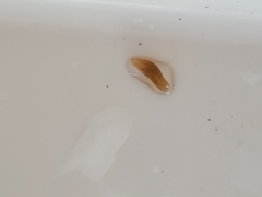 Glossiphoniidae