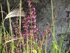 Salvia hierosolymitana hierosolymitana