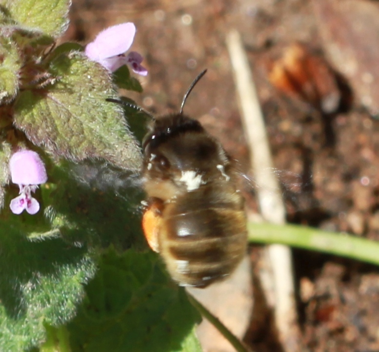 Anthophora