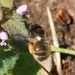 Anthophora - Photo (c) Matthew O'Donnell, some rights reserved (CC BY-NC-SA), uploaded by Matthew O'Donnell