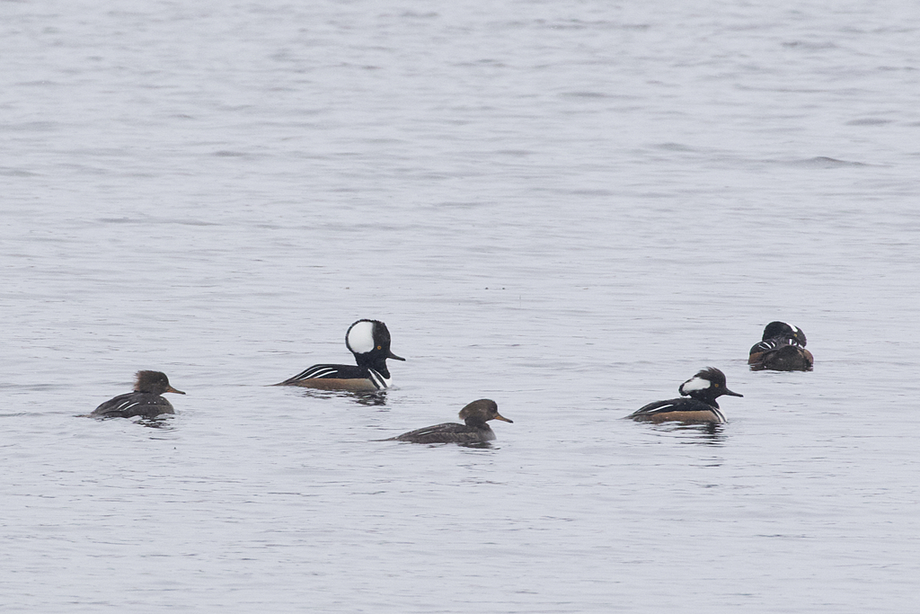 Hooded Merganser from Weidman, MI 48893, USA on March 16, 2021 at 1022