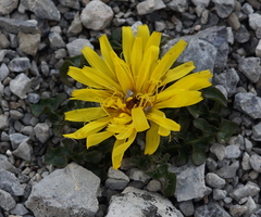 Crepis terglouensis