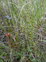 Hypericum denticulatum