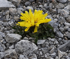 Crepis terglouensis