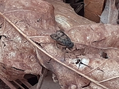 Rhagio dichromaticus