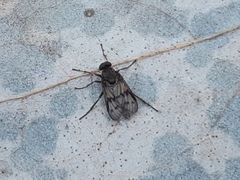 Rhagio dichromaticus