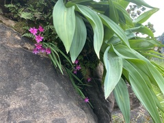 Hesperantha curvula