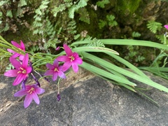 Hesperantha curvula