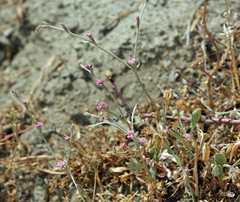 Eriogonum roseum