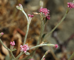 Eriogonum roseum