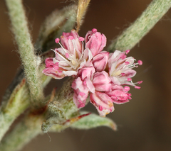 Eriogonum roseum