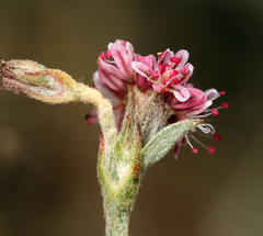 Eriogonum roseum