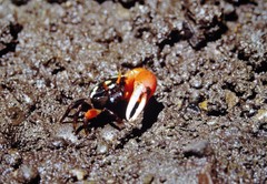 Paraleptuca crassipes