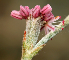Eriogonum roseum