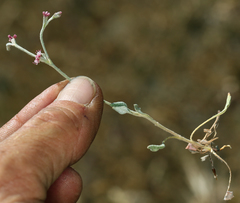Eriogonum roseum