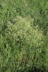 Crambe steveniana