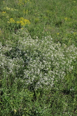 Crambe steveniana