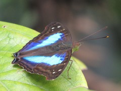 Doxocopa laurentia