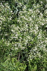 Crambe steveniana