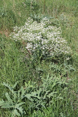 Crambe steveniana